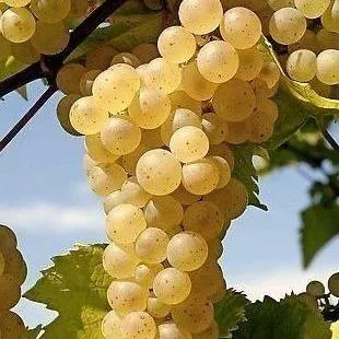 Неукрывные сорта   Неукрывные сорта  в Чебоксарах