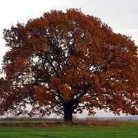 Дуб скальный  Дуб скальный в Чебоксарах