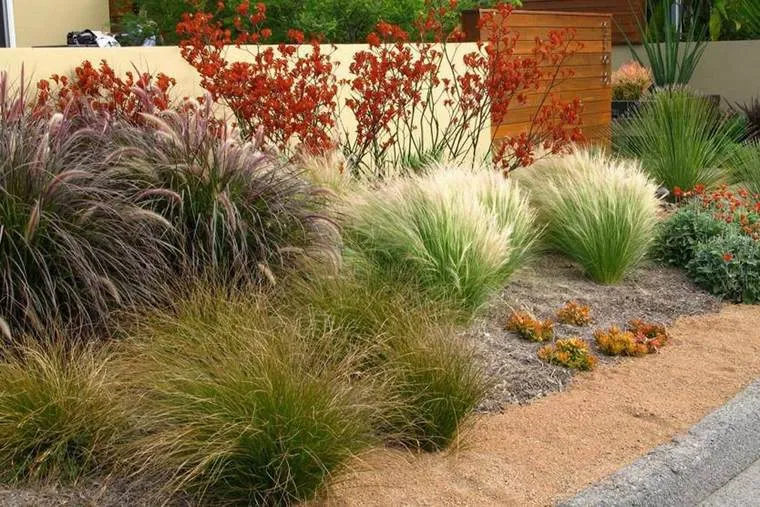 Обновление ассортимента саженцев злаков на осень 2025 года! Обновление ассортимента саженцев злаков на осень 2025 года!