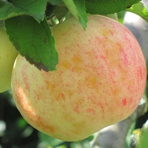 Яблоня ЛЕТНЕЕ СЛАДКОЕ  Яблоня ЛЕТНЕЕ СЛАДКОЕ в Чебоксарах