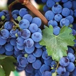 Винный   Винный  в Чебоксарах