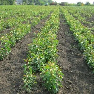 Подвой груши ДИКАЯ ГРУША  Подвой груши ДИКАЯ ГРУША в Чебоксарах