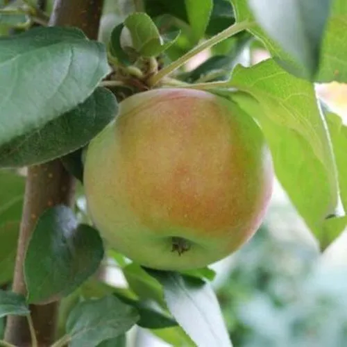 Яблоня ПОДСНЕЖНИК стелющаяся  Яблоня ПОДСНЕЖНИК стелющаяся в Чебоксарах