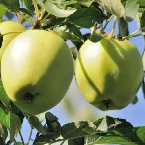 Яблоня САХАРНАЯ  Яблоня САХАРНАЯ в Чебоксарах