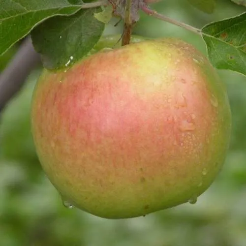 Яблоня БРЯНСКОЕ ЗОЛОТИСТОЕ  Яблоня БРЯНСКОЕ ЗОЛОТИСТОЕ в Чебоксарах