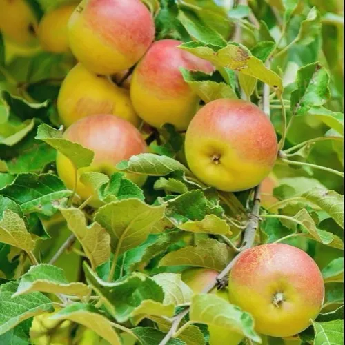 Яблоня ПАМЯТЬ БЛЫНСКОГО колонновидная  Яблоня ПАМЯТЬ БЛЫНСКОГО колонновидная в Чебоксарах