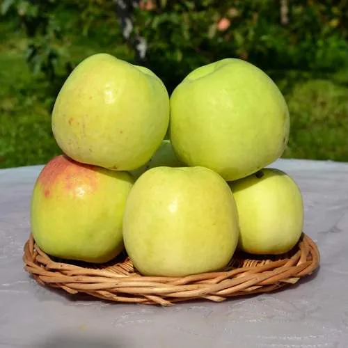 Яблоня БИРСКОЕ ГРУШЕВОЕ (БИЧИК)  Яблоня БИРСКОЕ ГРУШЕВОЕ (БИЧИК) в Чебоксарах