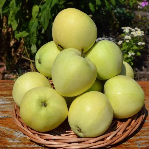 Яблоня ПАПИРОВКА  Яблоня ПАПИРОВКА в Чебоксарах