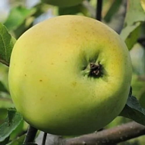 Яблоня РОССИЯНКА  Яблоня РОССИЯНКА в Чебоксарах