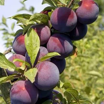 Поздняя в Чебоксарах