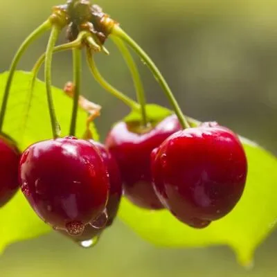 Черешня СИНЯВСКАЯ  Черешня СИНЯВСКАЯ в Чебоксарах