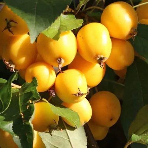 Яблоня ГОЛДЕН ХОРНЕТ декоративная  Яблоня ГОЛДЕН ХОРНЕТ декоративная в Чебоксарах