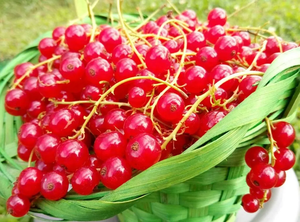 Лучшие сорта смородины для вашего сада Лучшие сорта смородины для вашего сада