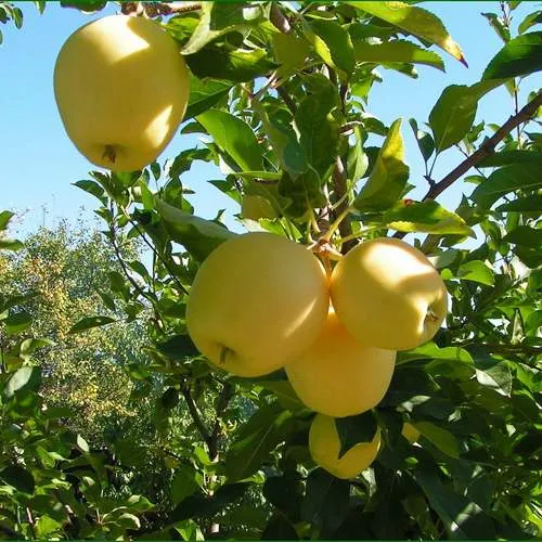 Яблоня ГОЛДЕН МИЛЛЕНИУМ  Яблоня ГОЛДЕН МИЛЛЕНИУМ в Чебоксарах