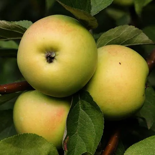 Яблоня ДАНИЛА  Яблоня ДАНИЛА в Чебоксарах