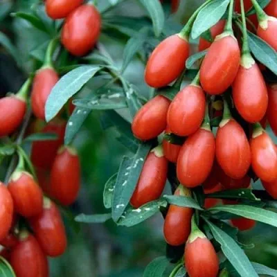 Годжи NEW BIG  Годжи NEW BIG в Чебоксарах