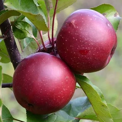 Красномясая  Красномясая в Чебоксарах