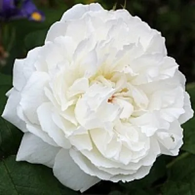 Саженцы роз ВИНЧЕСТЕР КАФЕДРАЛ английская  Саженцы роз ВИНЧЕСТЕР КАФЕДРАЛ английская в Чебоксарах