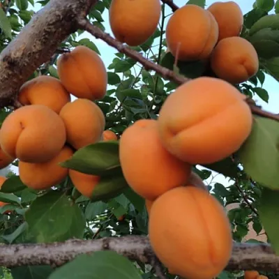 Абрикос ГОЛД РИЧ  Абрикос ГОЛД РИЧ в Чебоксарах