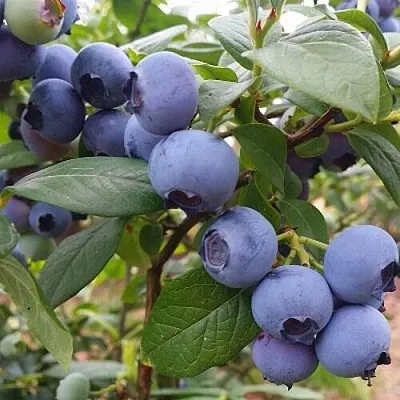 Голубика БЛЮГОЛД  Голубика БЛЮГОЛД в Чебоксарах