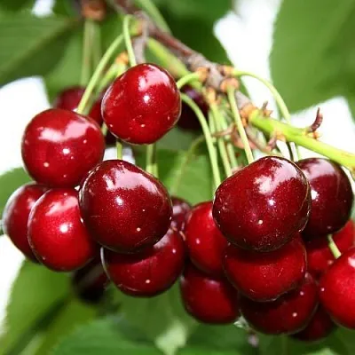 Черешня МИНЧАНКА  Черешня МИНЧАНКА в Чебоксарах