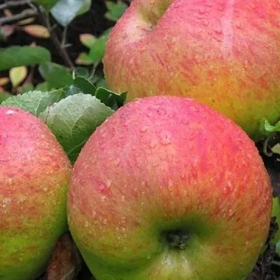 Яблоня ЯБЛОЧНЫЙ СПАС  Яблоня ЯБЛОЧНЫЙ СПАС в Чебоксарах