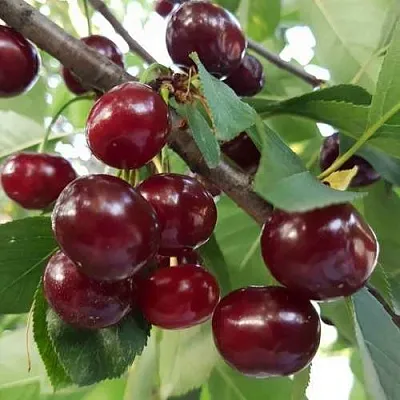 Дюк СЛАВЯНКА  Дюк СЛАВЯНКА в Чебоксарах