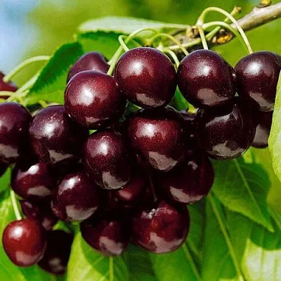 Черешня ВИТЯЗЬ  Черешня ВИТЯЗЬ в Чебоксарах