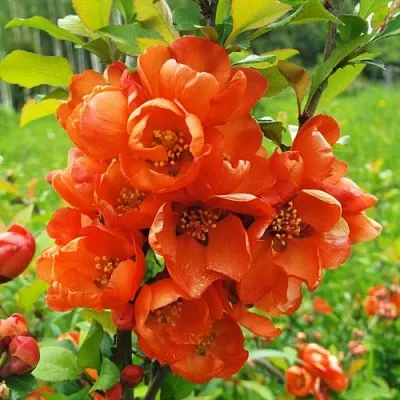 Айва японская  Айва японская в Чебоксарах