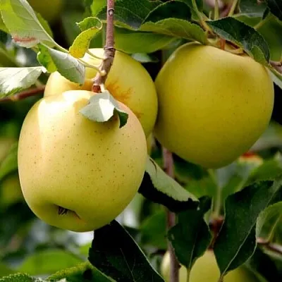 Яблоня ГОЛДЕН ВЛАДИМИРСКИЙ  Яблоня ГОЛДЕН ВЛАДИМИРСКИЙ в Чебоксарах