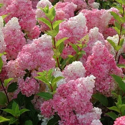 Гортензия МЕЛЬБА ФРАЙЗ метельчатая  Гортензия МЕЛЬБА ФРАЙЗ метельчатая в Чебоксарах