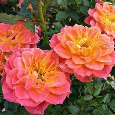 Саженцы роз МАНДАРИН миниатюрная  Саженцы роз МАНДАРИН миниатюрная в Чебоксарах