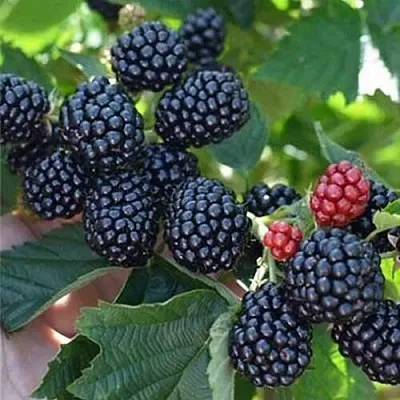 Ежевика ПОЛАР бесшипная  Ежевика ПОЛАР бесшипная в Чебоксарах