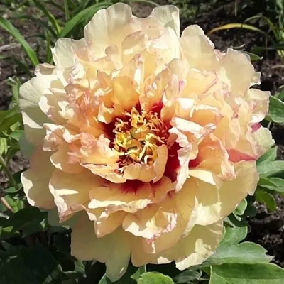 Пион КЕНАРИ БРИЛЛИАНТС ито-гибрид в Чебоксарах