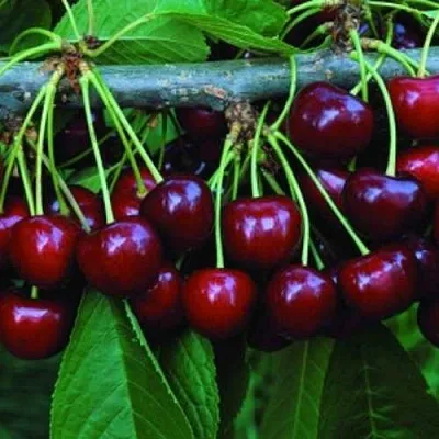Черешня ВЕДА  Черешня ВЕДА в Чебоксарах