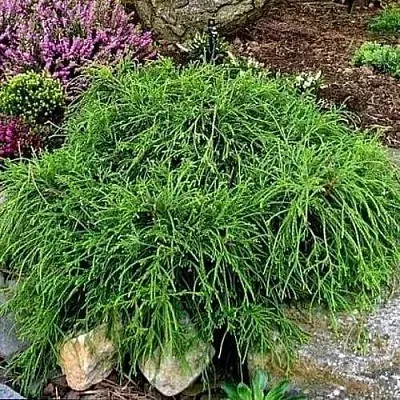 Кипарисовик ФИЛИФЕРА НАНА горохоплодный  Кипарисовик ФИЛИФЕРА НАНА горохоплодный в Чебоксарах