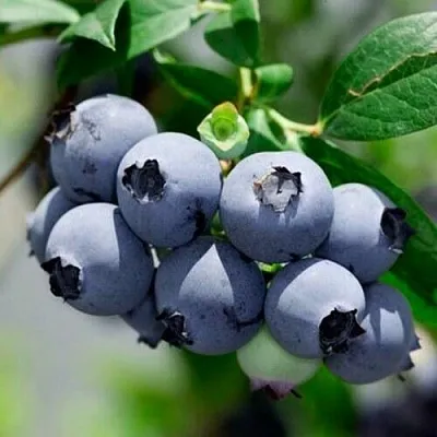 Голубика СИЕРРА  Голубика СИЕРРА в Чебоксарах