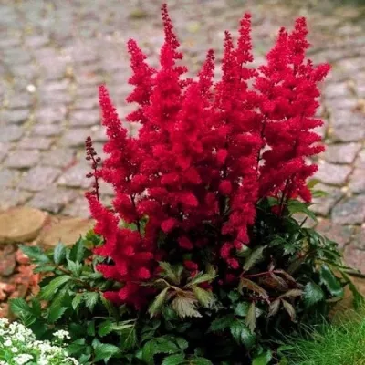 Астильба ГЛАТ Арендса — описание сорта Астильба ГЛАТ Арендса в Чебоксарах