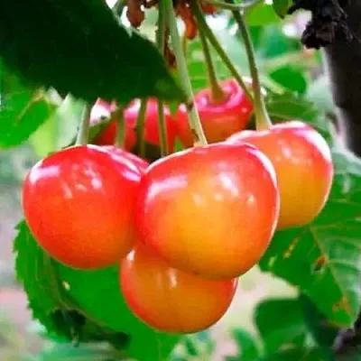 Черешня ДОНЧАНКА  Черешня ДОНЧАНКА в Чебоксарах