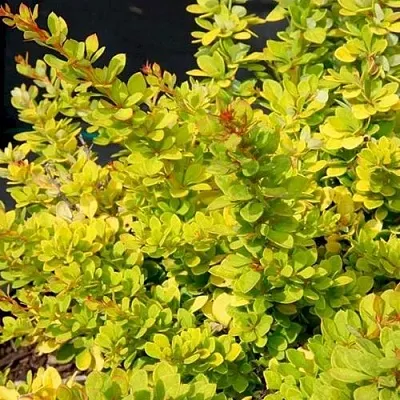 Барбарис СЕНСЕЙШЕН тунберга в Чебоксарах