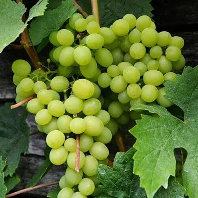 Виноград АЛЕШЕНЬКИН  Виноград АЛЕШЕНЬКИН в Чебоксарах
