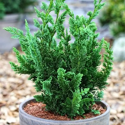 Кипарисовик ВИСЕЛЛИ лавсона  Кипарисовик ВИСЕЛЛИ лавсона в Чебоксарах