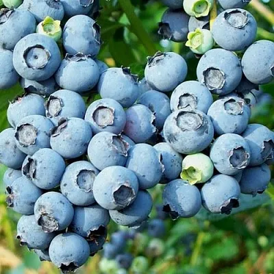 Голубика ПУРУ  Голубика ПУРУ в Чебоксарах