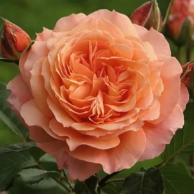 Саженцы роз БЕЛЬВЕДЕР шраб  Саженцы роз БЕЛЬВЕДЕР шраб в Чебоксарах