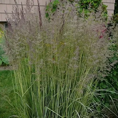 Вейник АВАЛАНШ остроцветковый  Вейник АВАЛАНШ остроцветковый в Чебоксарах