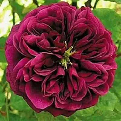 Саженцы роз ЗЕ ПРИНЦ английская  Саженцы роз ЗЕ ПРИНЦ английская в Чебоксарах