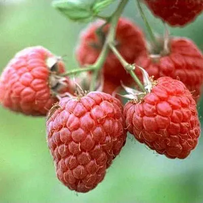 Малина ХЕРИТЕЙДЖ  Малина ХЕРИТЕЙДЖ в Чебоксарах