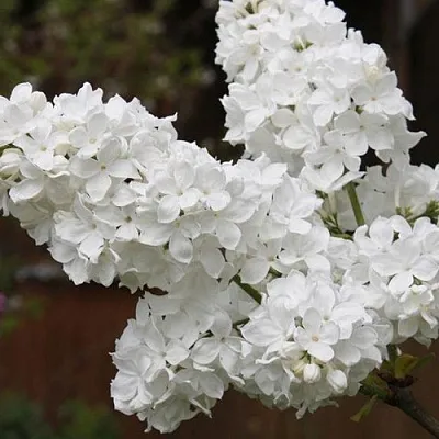 Сирень ФЛОРА  Сирень ФЛОРА в Чебоксарах