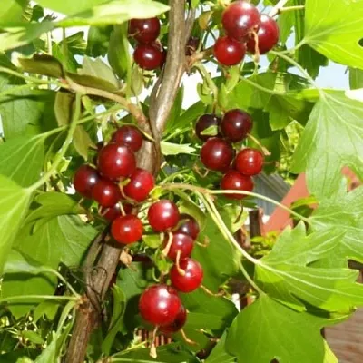 Смородина золотистая ВИШНЕВАЯ  Смородина золотистая ВИШНЕВАЯ в Чебоксарах