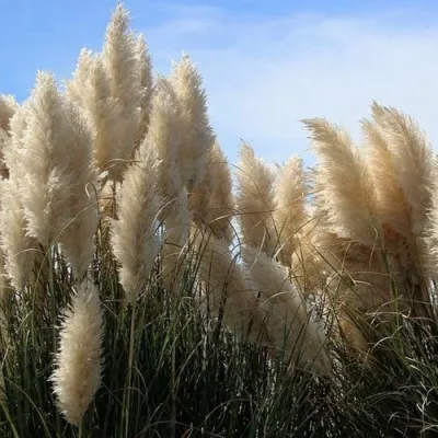 Кортадерия белая (пампасная трава) в Чебоксарах